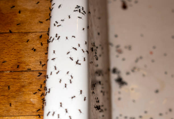 Best Residential Pest Control  in Delavan, WI